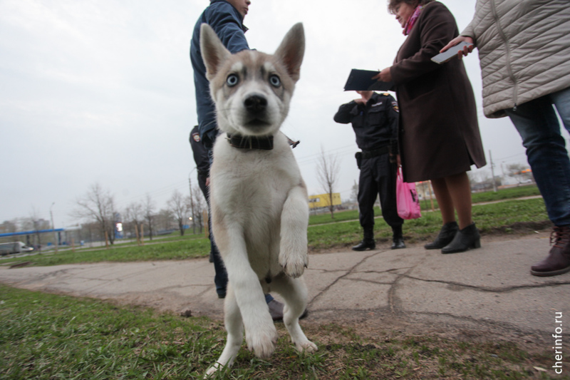 В Вологодской области чипируют всех собак.