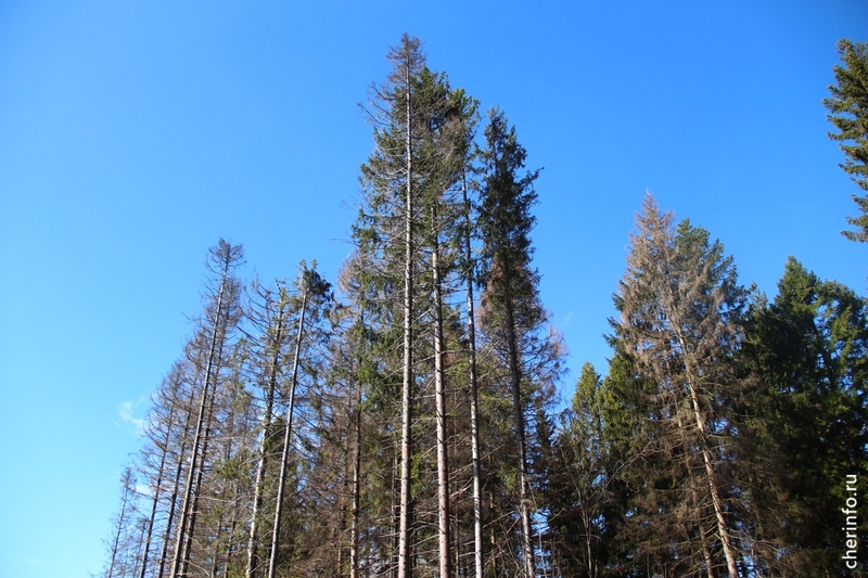 Пуловский лес.