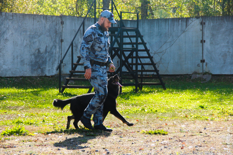 В Череповце школьники увидели тренировку служебных собак.