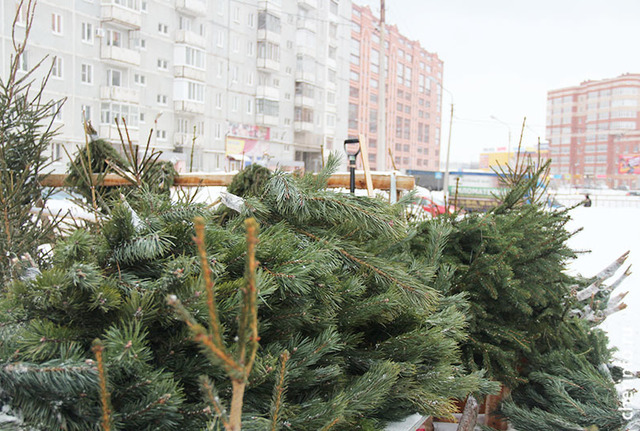 В Череповце елками будут торговать в шести местах.