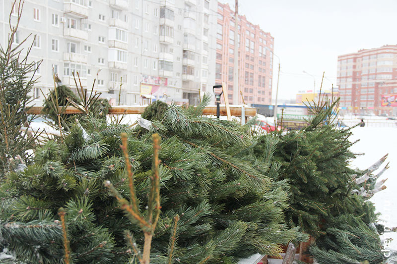 В Череповце определили места для продажи елок.