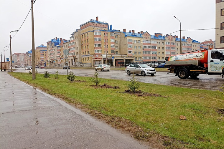 В Череповце разыскивают дендрологов-любителей из-за посадки елей в сквере «Здоровье».