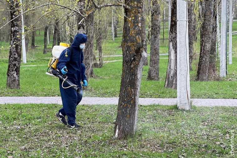 В Череповце от клещей обработают 58 территорий.