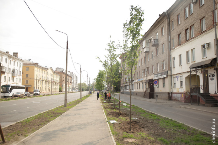 Деревья на Сталеваров. Деревья на Сталеваров.
