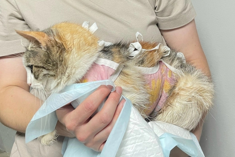 Череповчане смогут бесплатно стерилизовать кошек и собак. Череповчане смогут бесплатно стерилизовать кошек и собак.