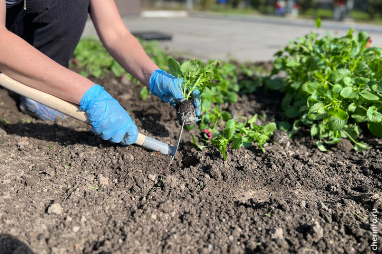 На воинском мемориале в Череповце высадят больше трех тысяч красных виол.